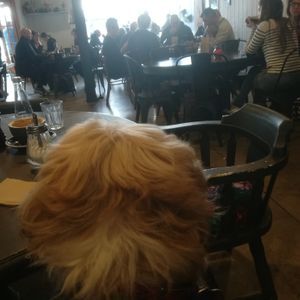 Interior view from the back of the cafe looking towards the entrance at Boho Cafe in Palmerston North