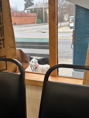 Happy dogs wait for mom  at Community Grounds in Columbus