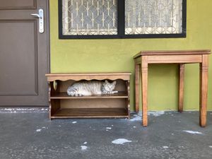 Cat on a shoe shelf at Wàng Yōu Yuán MínSù 忘憂園民宿 in Fuli