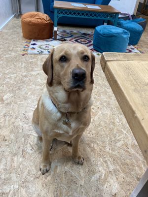 Lady at The Plant Bar Vegan Cafe in Barnstaple