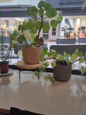  at Seed in Luxembourg City