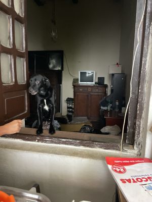 The rescue puppies   at Delicias Naturales in Popayan