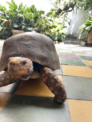 Loved to walk toward us and into us haha  at Delicias Naturales in Popayan