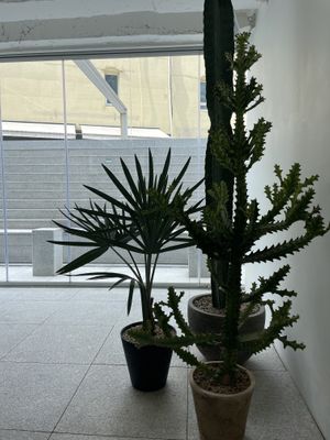   at Super Matcha 슈퍼말차 in Seoul