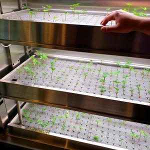 hydro ginseng farm in shop at Style Vegan - 스타일비건 in Seoul