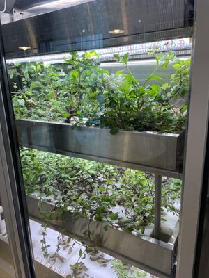 Fresh greens  at Style Vegan - 스타일비건 in Seoul