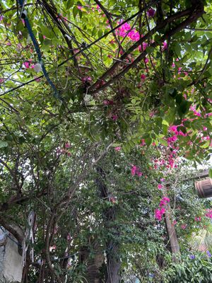 beautiful green outdoor seating   at Ole Ole in Zakynthos