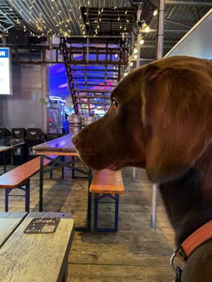 Gordon enjoying the ambience   at El Rayo Vegan Cantina in York