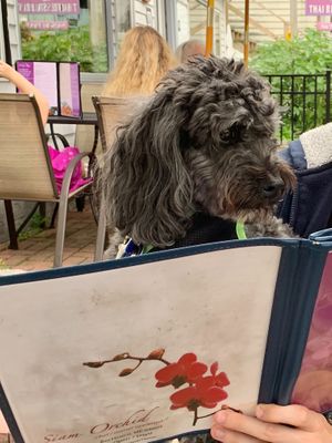 Siam Orchid is both Vegan friendly and dog friendly (outdoor seating) at Siam Orchid in Bar Harbor