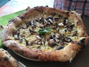 Funghi at Plant Base in Lisbon