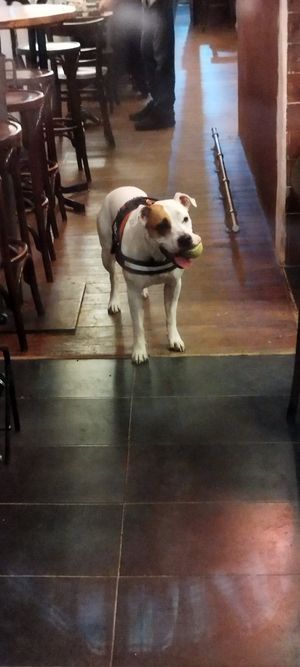 Un perrito contento at Cat Bar in Barcelona