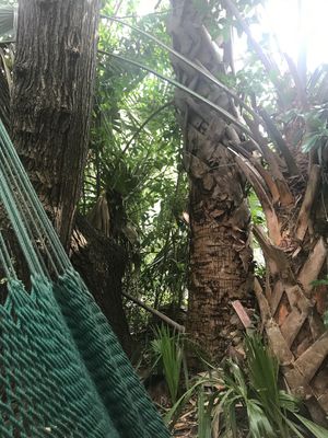 Hammock at Lotus Cafe in Panama City Beach