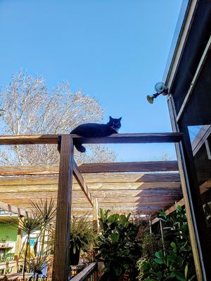 Garden kitty at Lotus Cafe in Panama City Beach