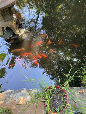   at Lotus Cafe in Panama City Beach