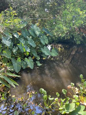   at Lotus Cafe in Panama City Beach