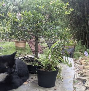 Peaceful 🧘‍♀️  at Lotus Cafe in Panama City Beach