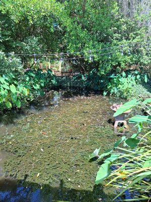 Zen garden at Lotus Cafe in Panama City Beach