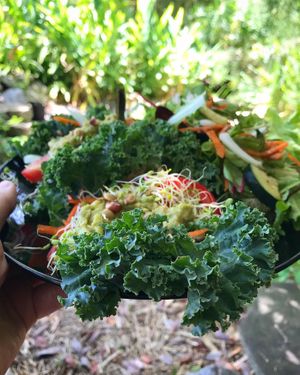 Raw wrap with balsamic side salad at Lotus Cafe in Panama City Beach