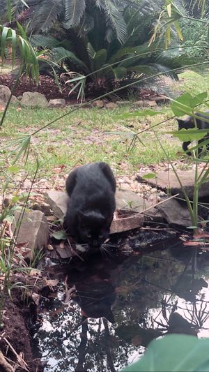 The cats just walk right up to you  at Lotus Cafe in Panama City Beach