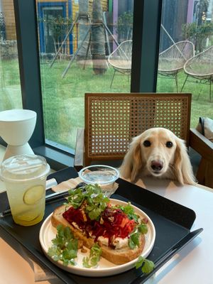 Beet the tartine at GROOV in Jeju