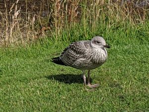 Young gull sitting by bench close to Siaway at Siaway Fish & Chips in Isle Of Skye
