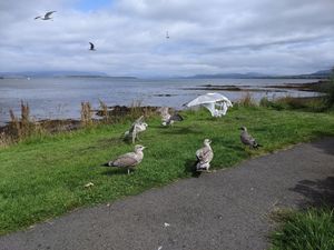 Gulls  at Siaway Fish & Chips in Isle Of Skye