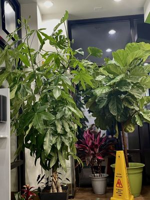 Beautiful Plants at Veganaire in Alpharetta