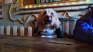 Dog at table in pub at The Crafty Baa in Windermere