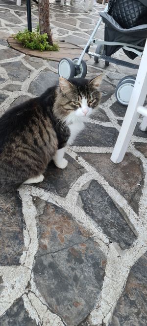 Cat at the restaurant at Gioma Meze in Crete