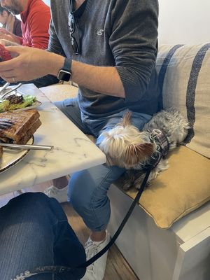 Very dog friendly! at Bloomy Market in Setubal