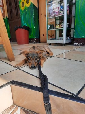 Our puppy loves it there too. Very pet friendly and even selling a few items for pets. at Salud Para Vida in San Pedro La Laguna