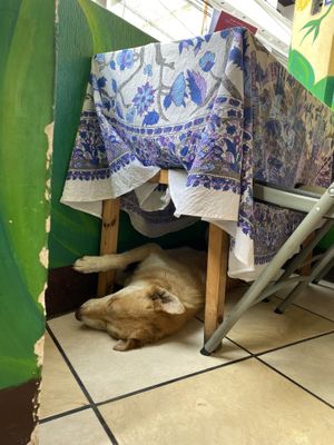 Sleeping pup in the store downstairs  at Salud Para Vida in San Pedro La Laguna