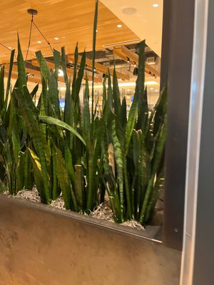  at True Food Kitchen in Garden City