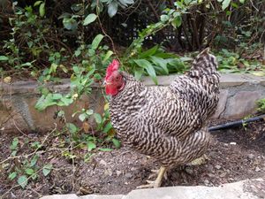 Chow - one of La Bodega's pet chickens. at Sonoma Wine Shop - La Bodega in Sebastopol