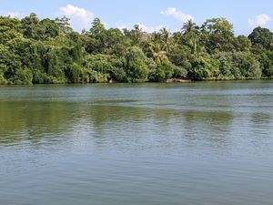 Crocodile in the lake next to the restaurant at Kola in Koggala