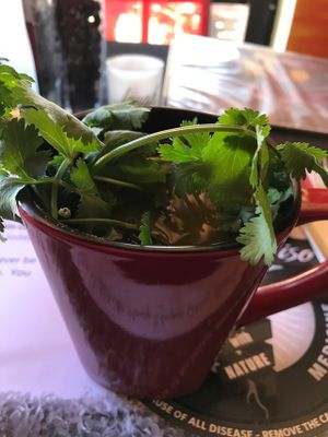 Turmeric/Cilantro/Himalayan Pink Salt - served hot  at Chef Sara's Raw Vegan Academy and Cafe in Cave Creek