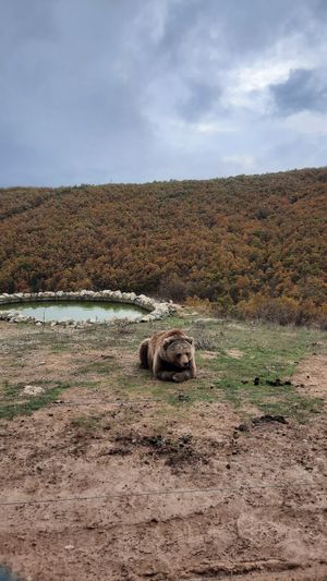 One of the bears at Bear Sanctuary in Pristina