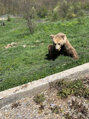   at Bear Sanctuary in Pristina