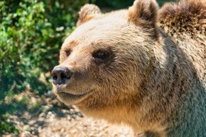 A better life for these rescued bears.  at Bear Sanctuary in Pristina