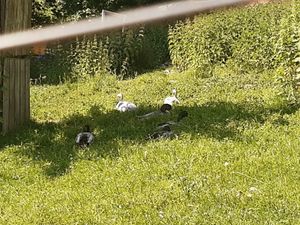 Happy geese and ducks at Stiftung Felsentor Café  in Weggis