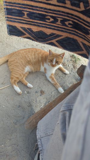  at Nazar Börek Restaurant & Cafe in Goreme