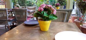 Pretty outside tables. at Comptoir Libanais in Manchester