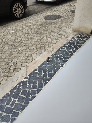 Small bird at Mourapão  in Vilamoura