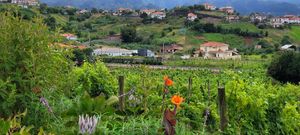  at Quinta Do Furão in Santana