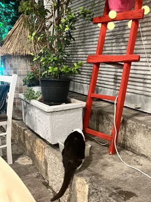 Cat😄 at Mom's Kitchen in Kos