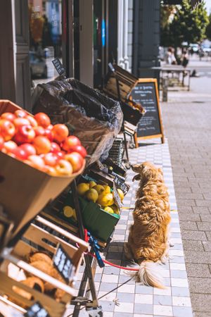 Our dog friendly place at Kindly of Brighton in Hove