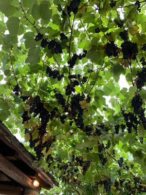 The most delicious grapes ever at  Pineapple Papingo - Κουκουνάρι Πάπιγκο in Papingo