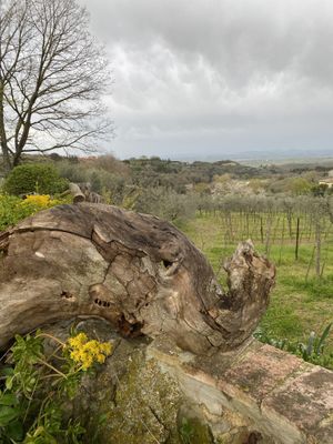   at Fattoria San Martino in Montepulciano