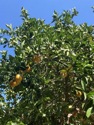 Sap van eigen fruitboom  at Botanical Garden of Crete Restaurant in Crete