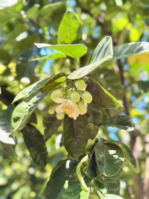 Botanical Garden of Crete  at Botanical Garden of Crete Restaurant in Crete